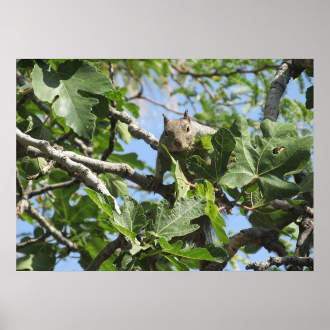 Póster Ardilla de roca (Frente)