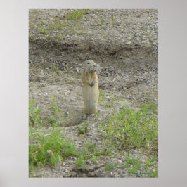 Póster Ardilla de tierra de Richardson R1