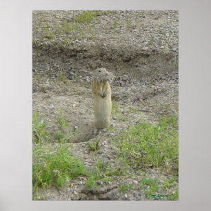 Póster Ardilla de tierra de Richardson R1