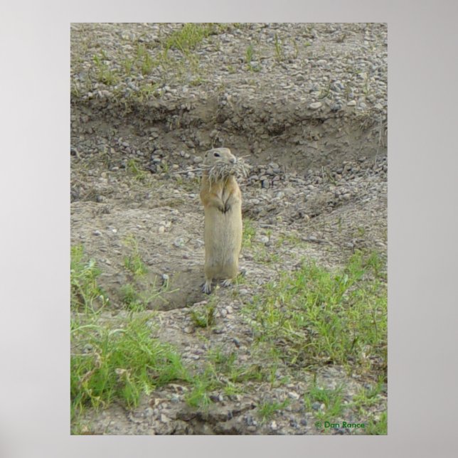 Póster Ardilla de tierra de Richardson R1 (Frente)