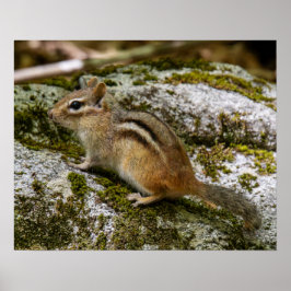 Póster Ardilla de tierra en patrulla
