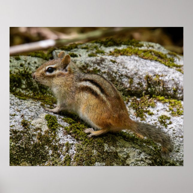 Póster Ardilla de tierra en patrulla (Frente)