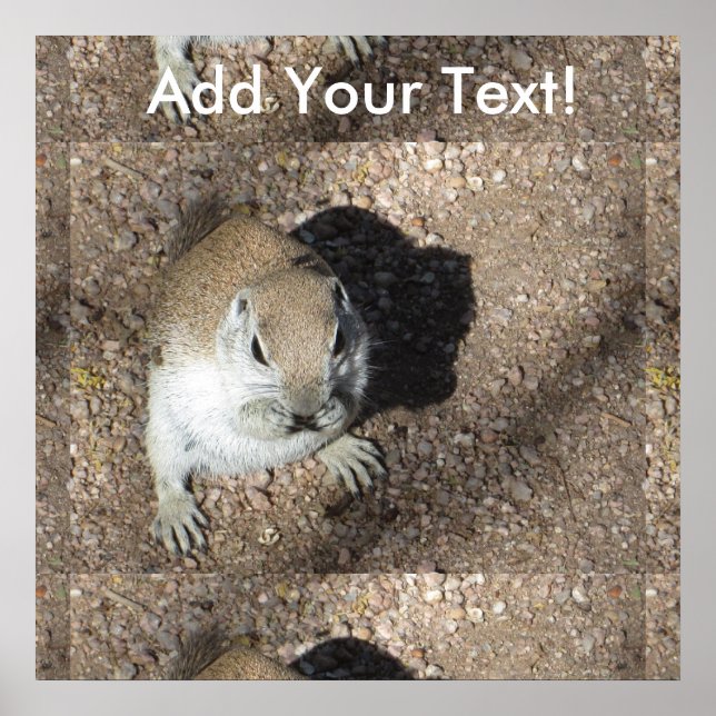 Póster Ardilla de tierra feliz (Frente)