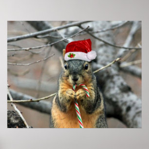 Póster Ardilla del navidad