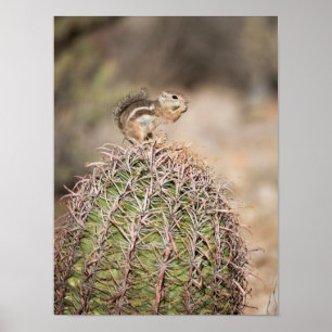 Póster Ardilla en cactus barril