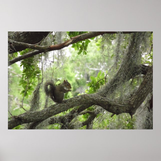 Póster Ardilla en el árbol de 40" X 27" (Frente)
