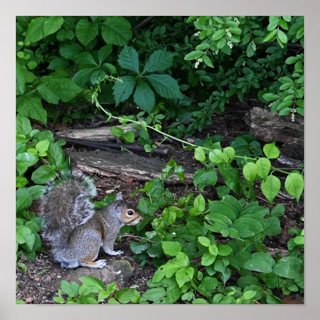 Póster ardilla en el Poster de Bushes (Frente)