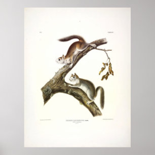 Póster ardilla flaca, ardilla roja americana, por Audubon