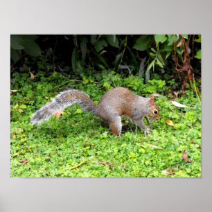 Póster Ardilla gris