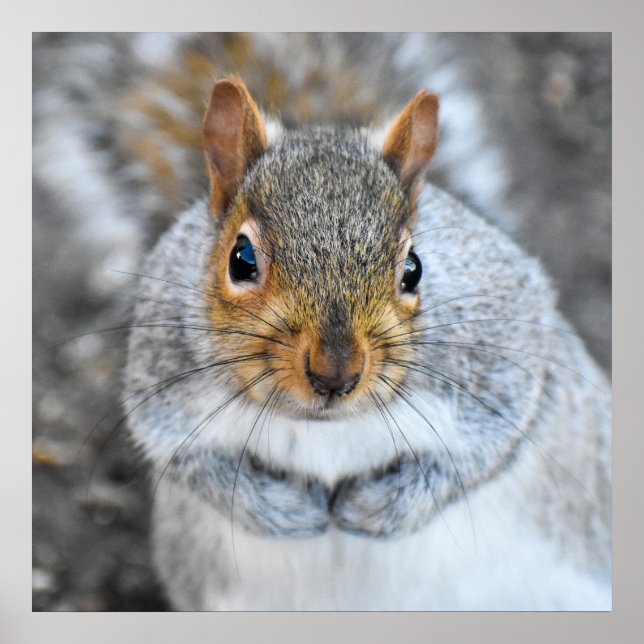 Póster Ardilla Gris Adorable (Frente)