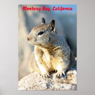 Póster Ardilla gris, Bahía de Monterey, California