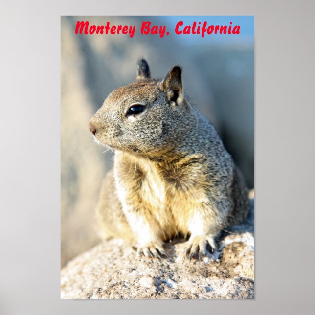 Póster Ardilla gris, Bahía de Monterey, California (Frente)