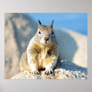 Póster Ardilla gris, Bahía de Monterey, California
