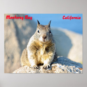 Póster Ardilla gris, Bahía de Monterey, California