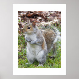 Póster Ardilla Gris Bonita Naturaleza