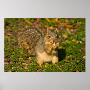 Póster Ardilla gris, comiendo, maní, Crystal Springs