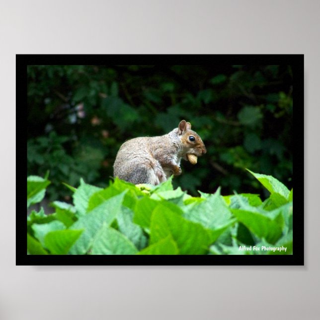 Póster Ardilla gris con nuez (Frente)