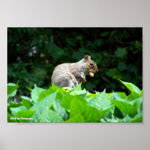 Póster Ardilla gris con nuez
