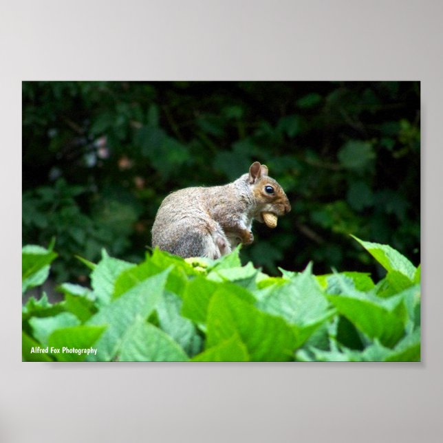 Póster Ardilla gris con nuez (Frente)