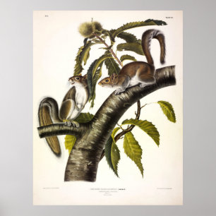 Póster ardilla gris de Carolina (Este) por Audubon