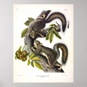Póster ardilla gris occidental por Audubon