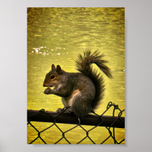Póster ardilla gris oriental (Sciurus carolinensis)