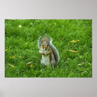 Póster Ardilla gris, Parque Bute, Cardiff