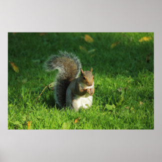 Póster Ardilla gris, Parque Bute, Cardiff
