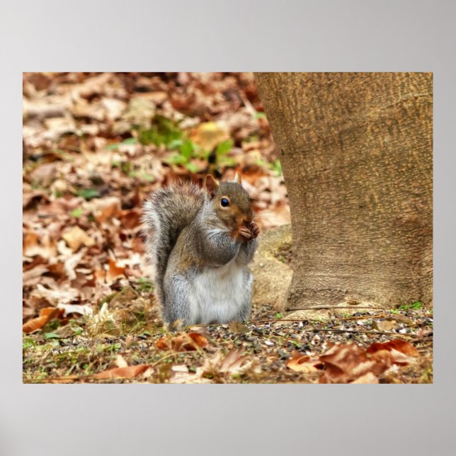 Póster ardilla hambrienta (Frente)