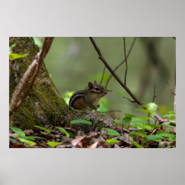 Póster Ardilla listada curiosa