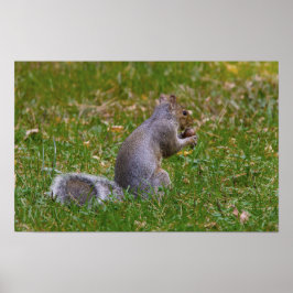Póster Ardilla loca