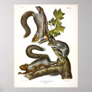 Póster ardilla migratoria (gris oriental) por Audubon
