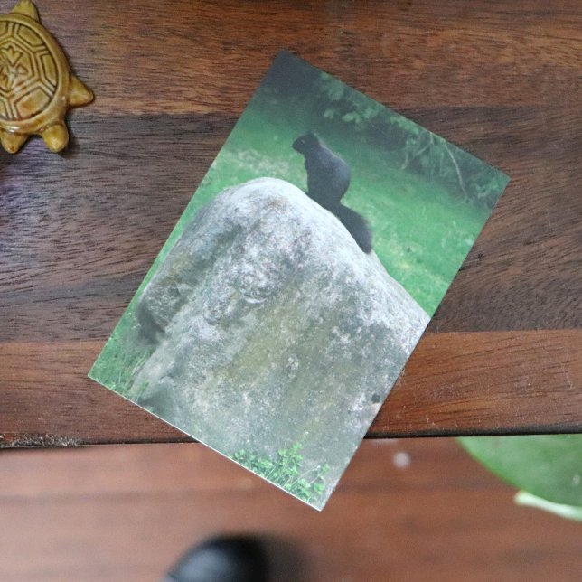 Póster Ardilla negra aguda en ardillas naturales de roca (Subido por el creador)