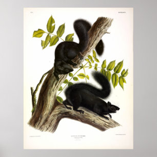 Póster ardilla negra, ardilla gris oriental por Audubon