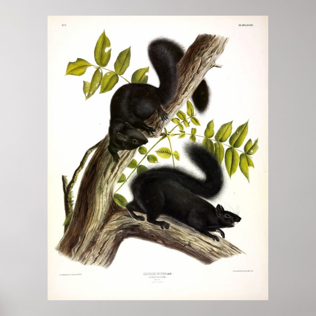 Póster ardilla negra, ardilla gris oriental por Audubon (Frente)