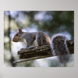 Póster Ardilla posada en una rama de árbol