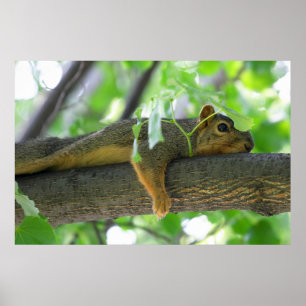 Póster Ardilla que descansa en árbol