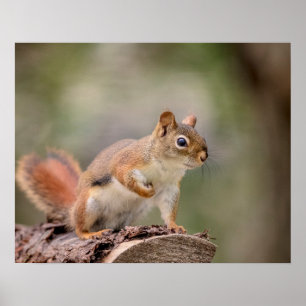 Póster ardilla roja 20x16