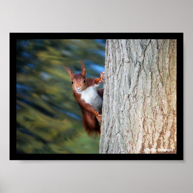 Póster Ardilla roja en árbol (Frente)