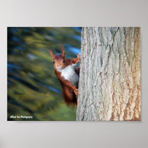 Póster Ardilla roja en árbol