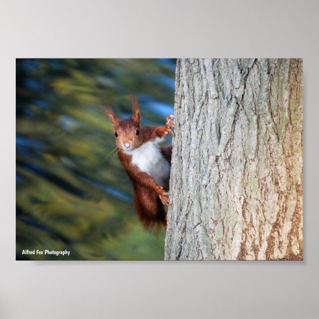 Póster Ardilla roja en árbol (Frente)
