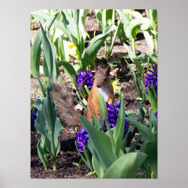 Póster ardilla roja en flores de primavera (Frente)