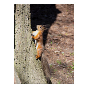 Póster Ardilla roja picada sobre un árbol