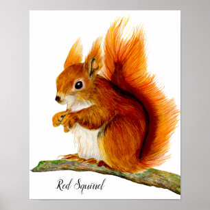 Póster Ardilla roja pintada en acuarela