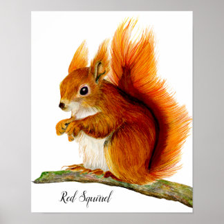 Póster Ardilla roja pintada en acuarela