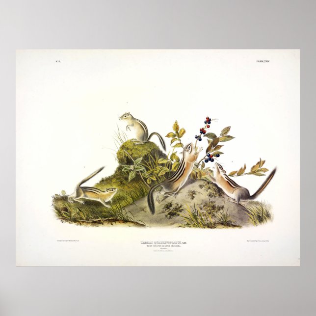 Póster ardilla terrestre de cuatro bandas, o Chipmunk de  (Frente)