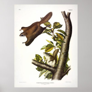 Póster Ardilla voladora de Oregón (Humboldt's) por Audubo