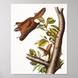Póster Ardilla voladora de Oregón (Pteromys Origonensis)
