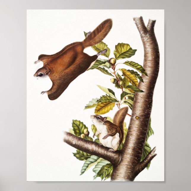Póster Ardilla voladora de Oregón (Pteromys Origonensis) (Frente)
