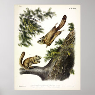 Póster Ardilla voladora de río Severn (Norte) por Audubon